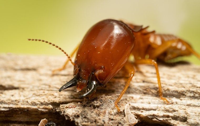 Are You Prepared For Termite Season In Norwalk?